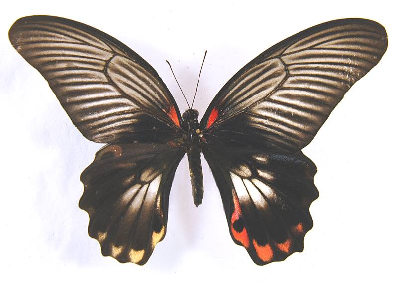 Papilio deiphobus deiphontes (bilateral form flava) Internet Image property of respective owner, non-commercial use only
